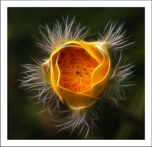 ������� :: Fractalius art ���� 58