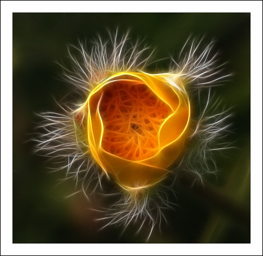 ������� :: Fractalius art :: ���������� 1