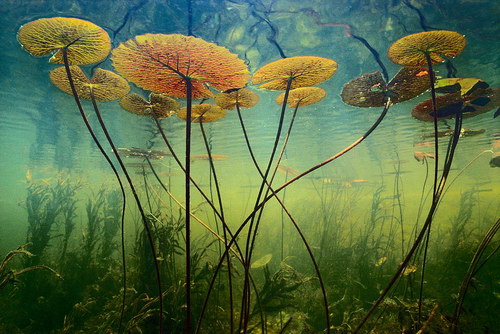 ���������� :: �������� Frans Lanting ���� 1