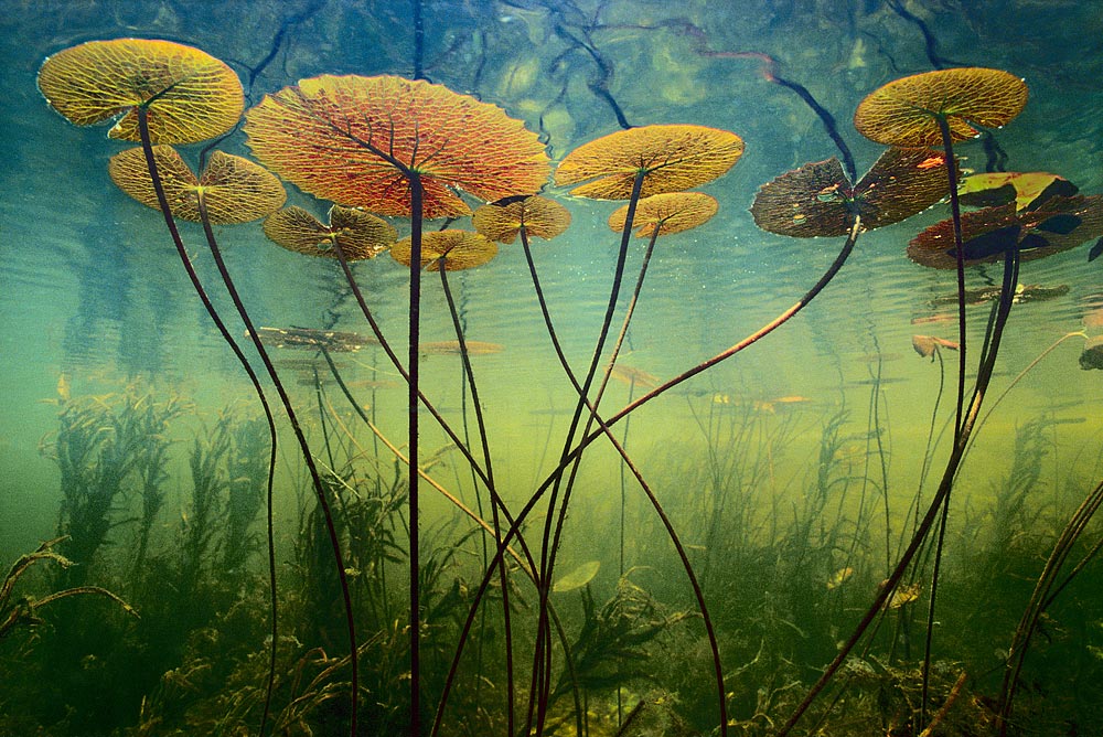 ���������� :: �������� Frans Lanting :: ���������� 1