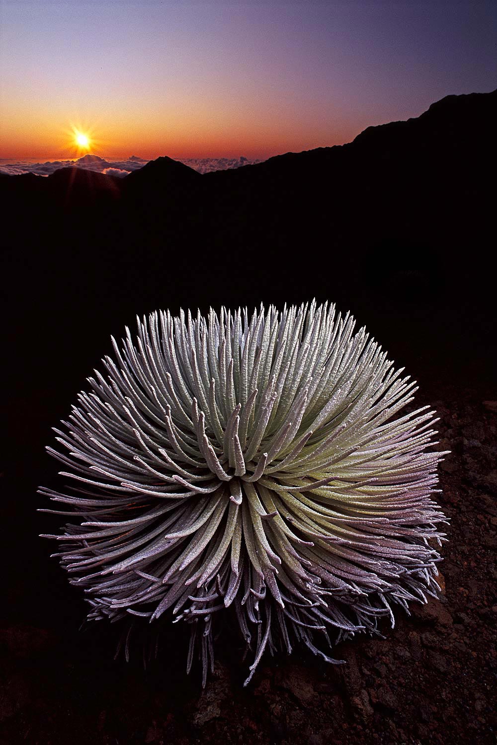 ���������� :: �������� Frans Lanting :: ���������� 1