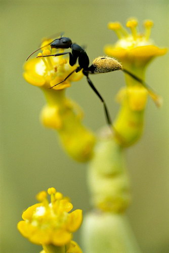 ���������� :: �������� Frans Lanting ���� 4