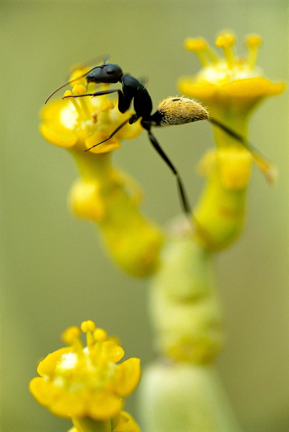 ���������� :: �������� Frans Lanting :: ���������� 1