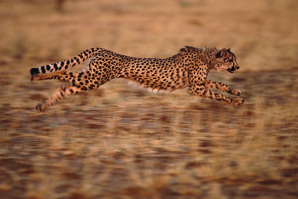 ���������� :: �������� Frans Lanting :: ���������� 1