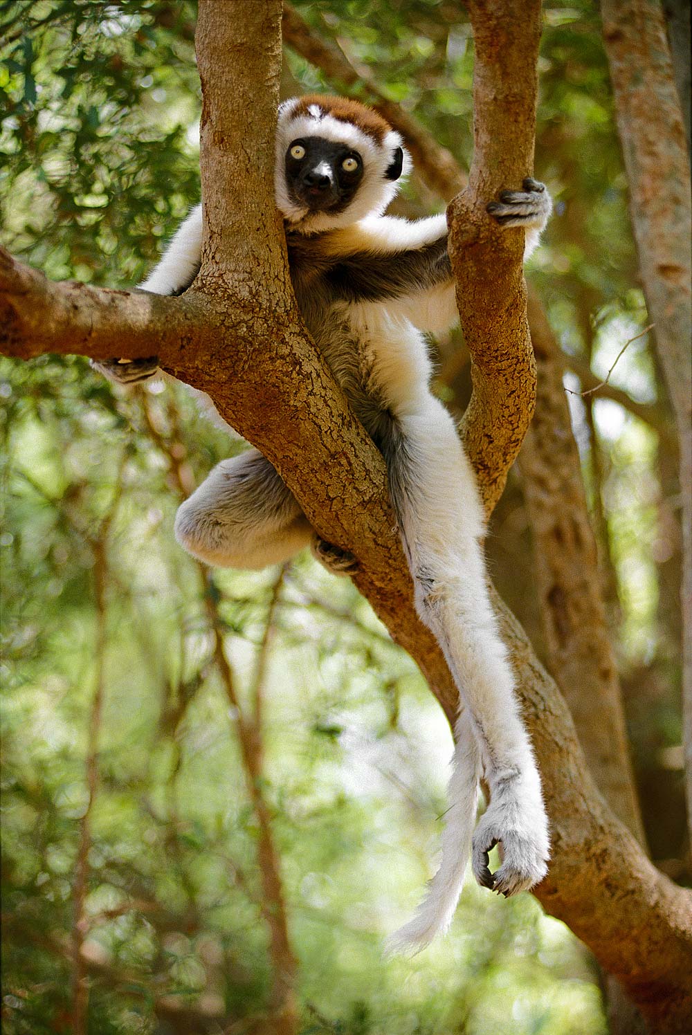 ���������� :: �������� Frans Lanting :: ���������� 1