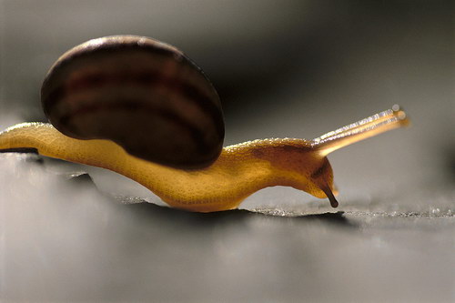 ���������� :: �������� Frans Lanting ���� 31