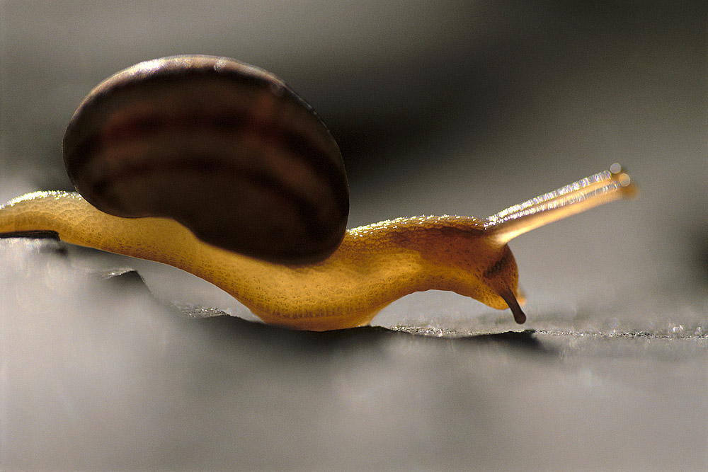 ���������� :: �������� Frans Lanting :: ���������� 1