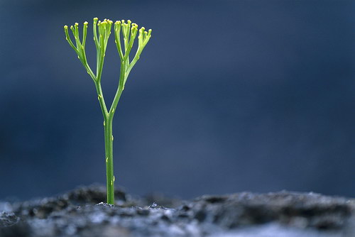 ���������� :: �������� Frans Lanting ���� 33