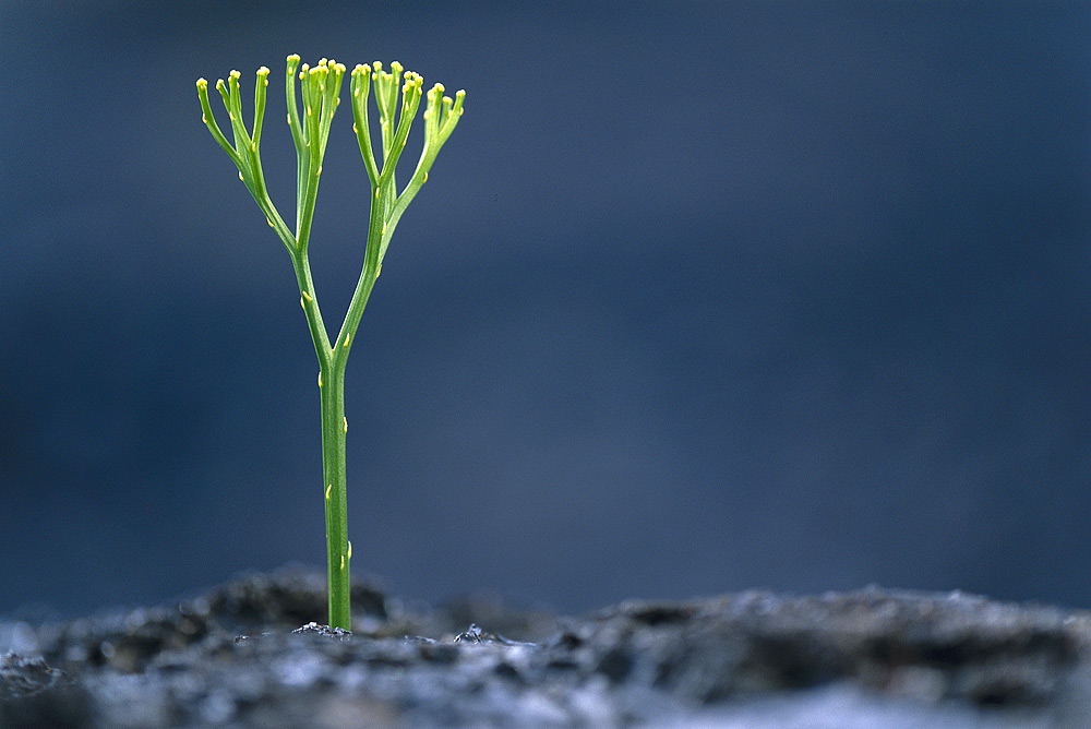 ���������� :: �������� Frans Lanting :: ���������� 1