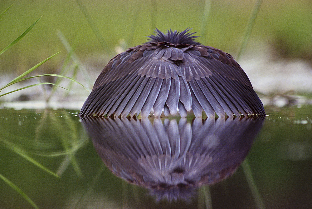 ���������� :: �������� Frans Lanting :: ���������� 1
