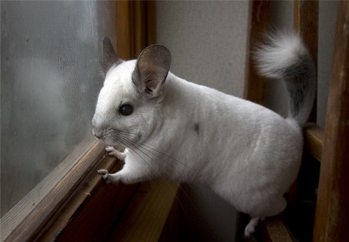 �������� �������� ���� 36