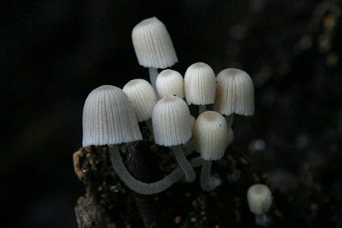 ����� ���� 53