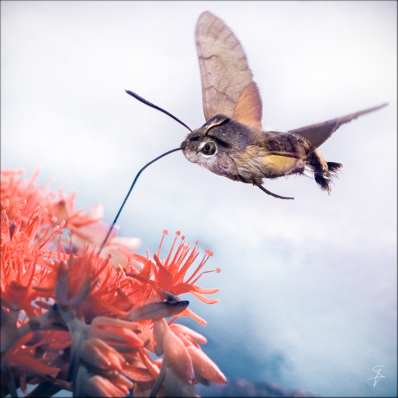 ���������� :: �������� Gianluca Di Vito :: ���������� 1