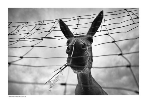 ����� - Hans Pollne ���� 20