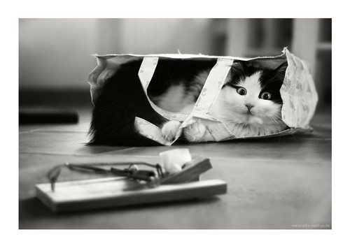 ����� - Hans Pollne ���� 62