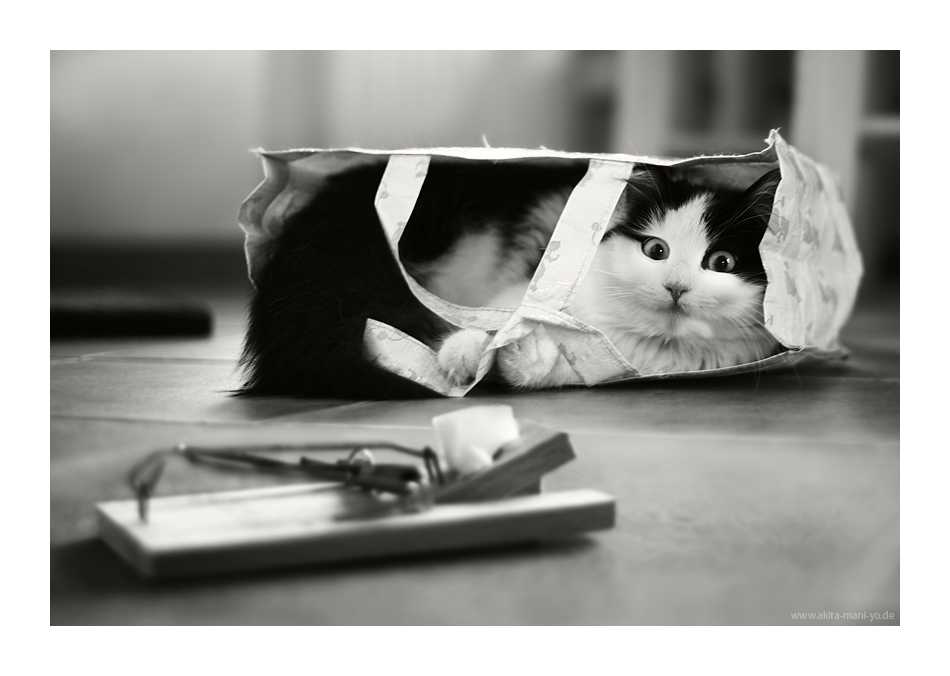 ����� - Hans Pollne :: ���������� 1