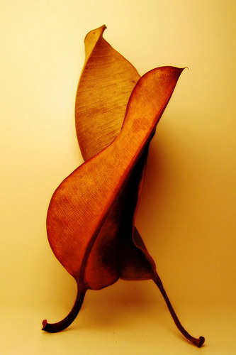 ���������� :: �������� Hermin Abramovitch ���� 1