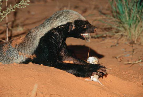 ������ ������ (Honey Badger) ���� 2