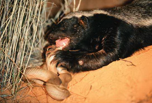 ������ ������ (Honey Badger) ���� 3