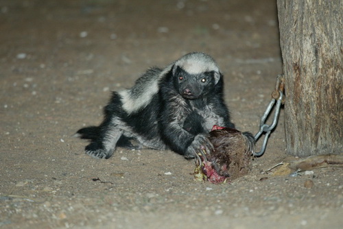 ������ ������ (Honey Badger) ���� 4