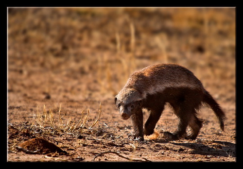������ ������ (Honey Badger) ���� 5