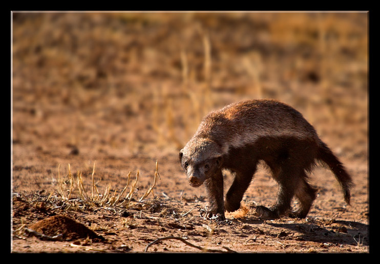 ������ ������ (Honey Badger) :: ���������� 1