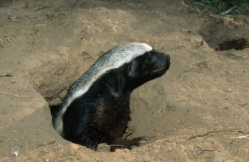 ������ ������ (Honey Badger) ���� 6