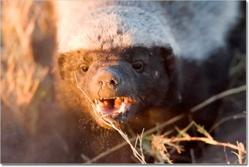 ������ ������ (Honey Badger) ���� 7
