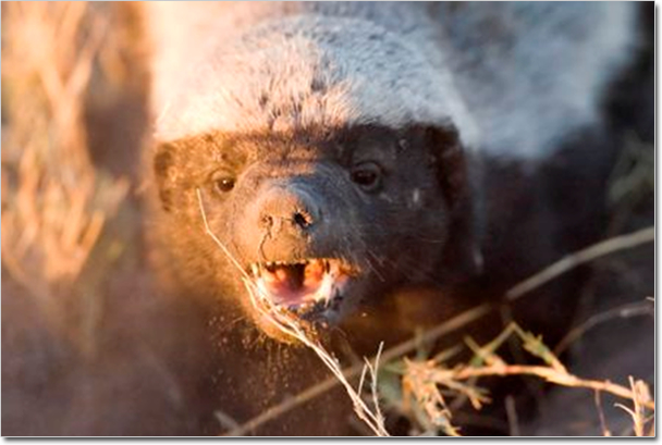 ������ ������ (Honey Badger) :: ���������� 1