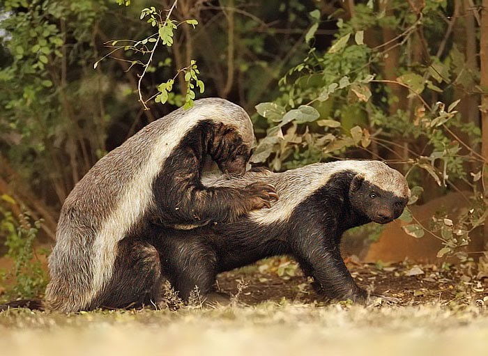 ������ ������ (Honey Badger) :: ���������� 1