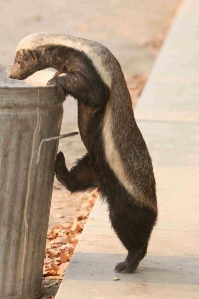 ������ ������ (Honey Badger) :: ���������� 1