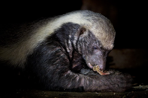 ������ ������ (Honey Badger) ���� 10