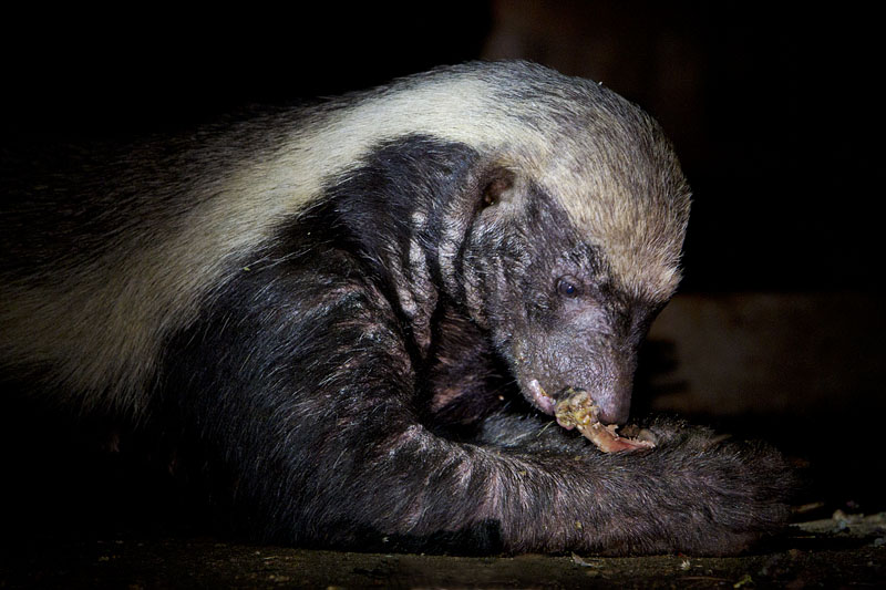������ ������ (Honey Badger) :: ���������� 1