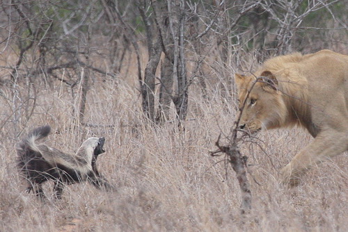 ������ ������ (Honey Badger) ���� 11