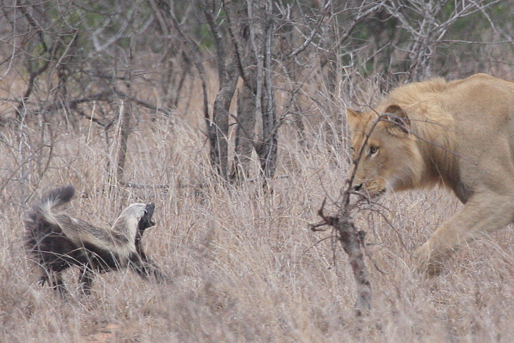 ������ ������ (Honey Badger) :: ���������� 1