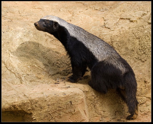 ������ ������ (Honey Badger) ���� 12