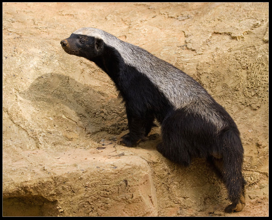 ������ ������ (Honey Badger) :: ���������� 1