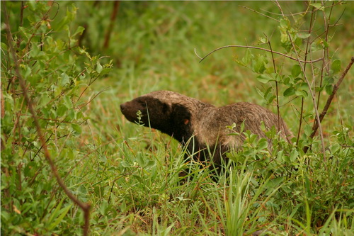 ������ ������ (Honey Badger) ���� 13