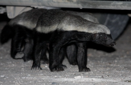 ������ ������ (Honey Badger) ���� 14