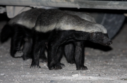 ������ ������ (Honey Badger) :: ���������� 1