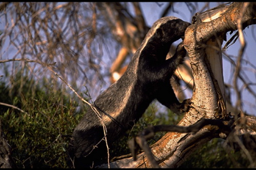 ������ ������ (Honey Badger) ���� 15
