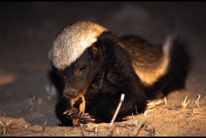 ������ ������ (Honey Badger) :: ���������� 1