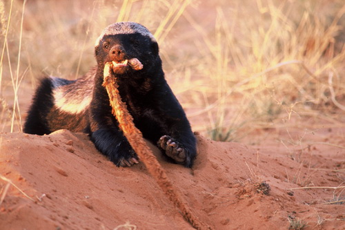 ������ ������ (Honey Badger) ���� 17