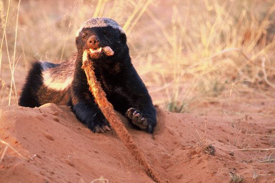 ������ ������ (Honey Badger) :: ���������� 1