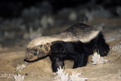 ������ ������ (Honey Badger) ���� 18