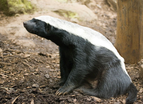 ������ ������ (Honey Badger) ���� 19