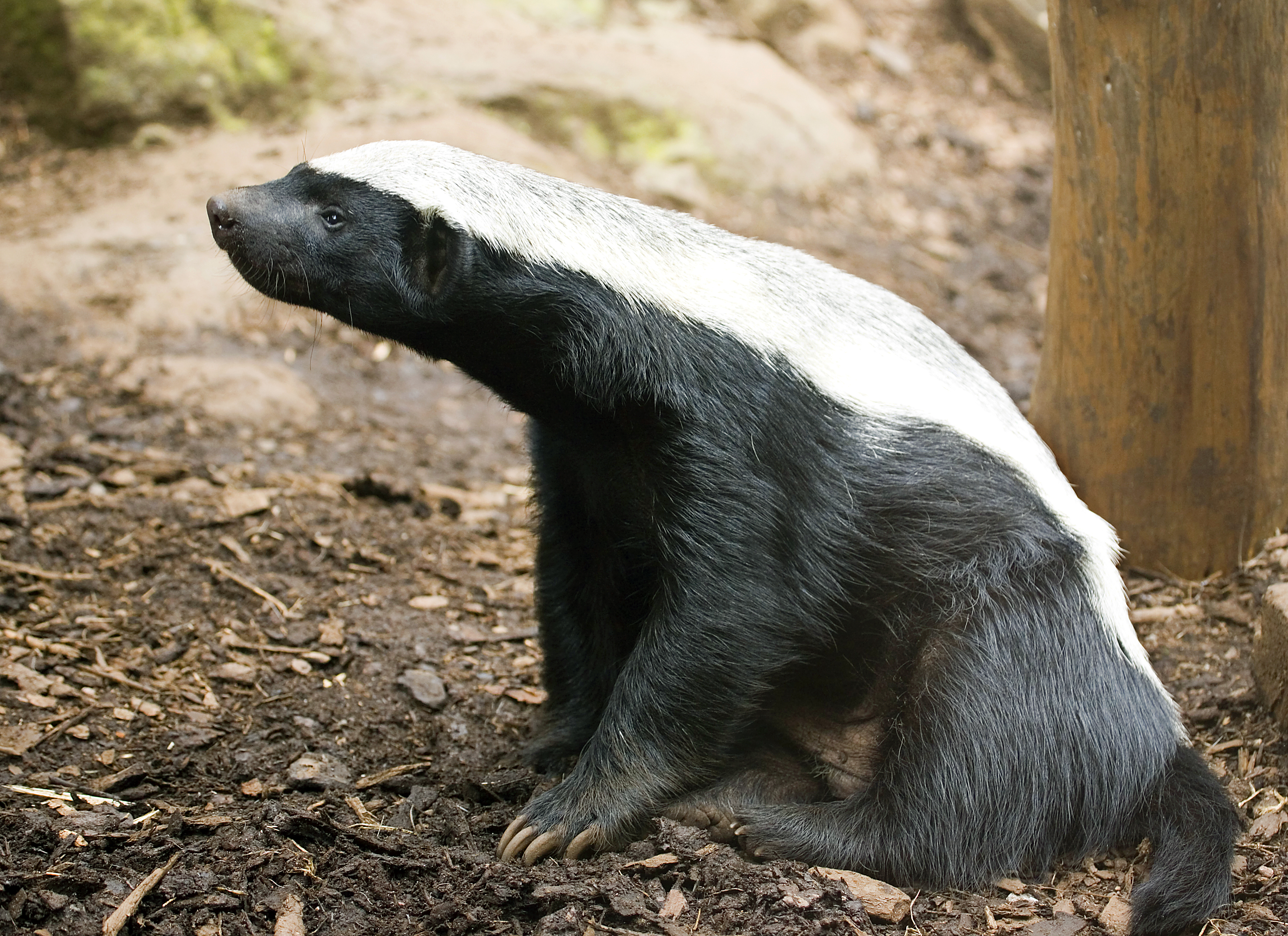 ������ ������ (Honey Badger) :: ���������� 1