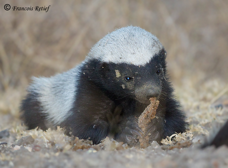������ ������ (Honey Badger) :: ���������� 1