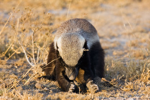 ������ ������ (Honey Badger) ���� 21