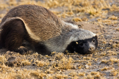 ������ ������ (Honey Badger) ���� 22
